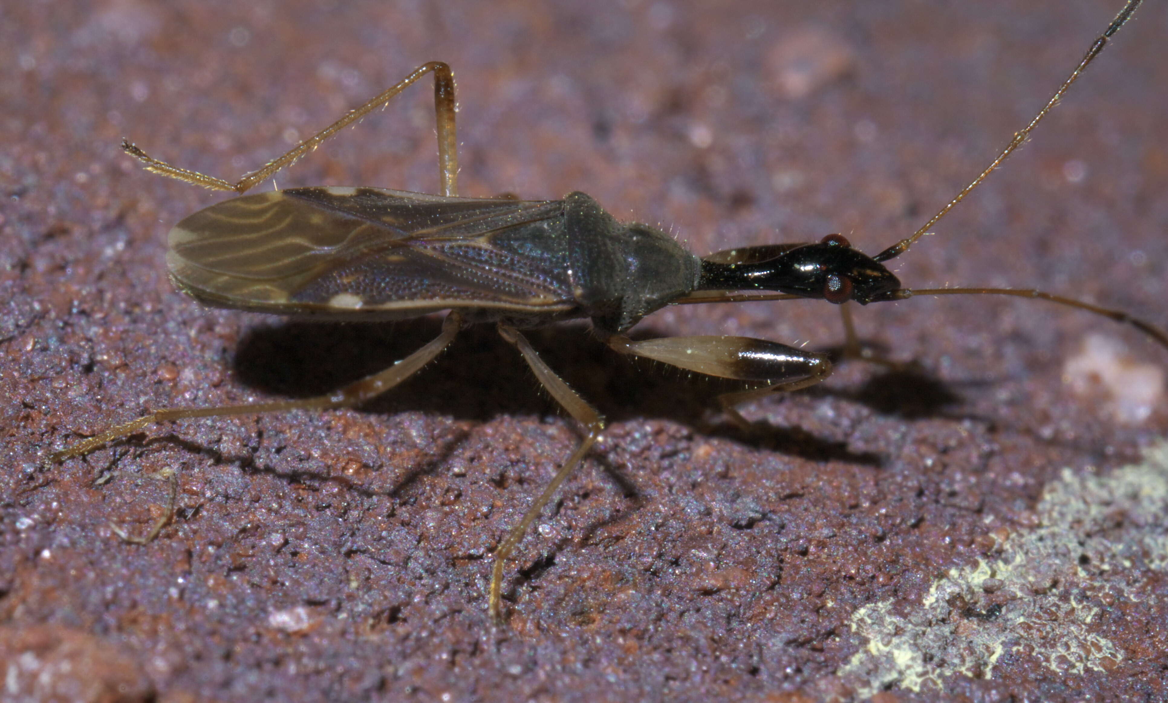 Image of Long-necked Seed Bugs