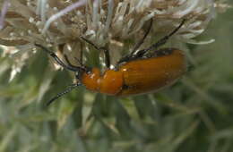 Image of Nemognatha (Meganemognatha) lutea Le Conte 1853