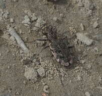 Image of Neocicindela garnerae Larochelle & Larivière 2013