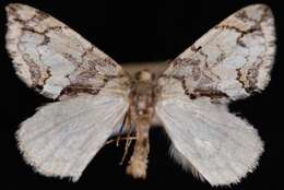 Слика од Hydriomena edenata Swett 1909