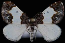 Image of Western White-Ribboned Carpet