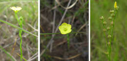 Image of stiff yellow flax