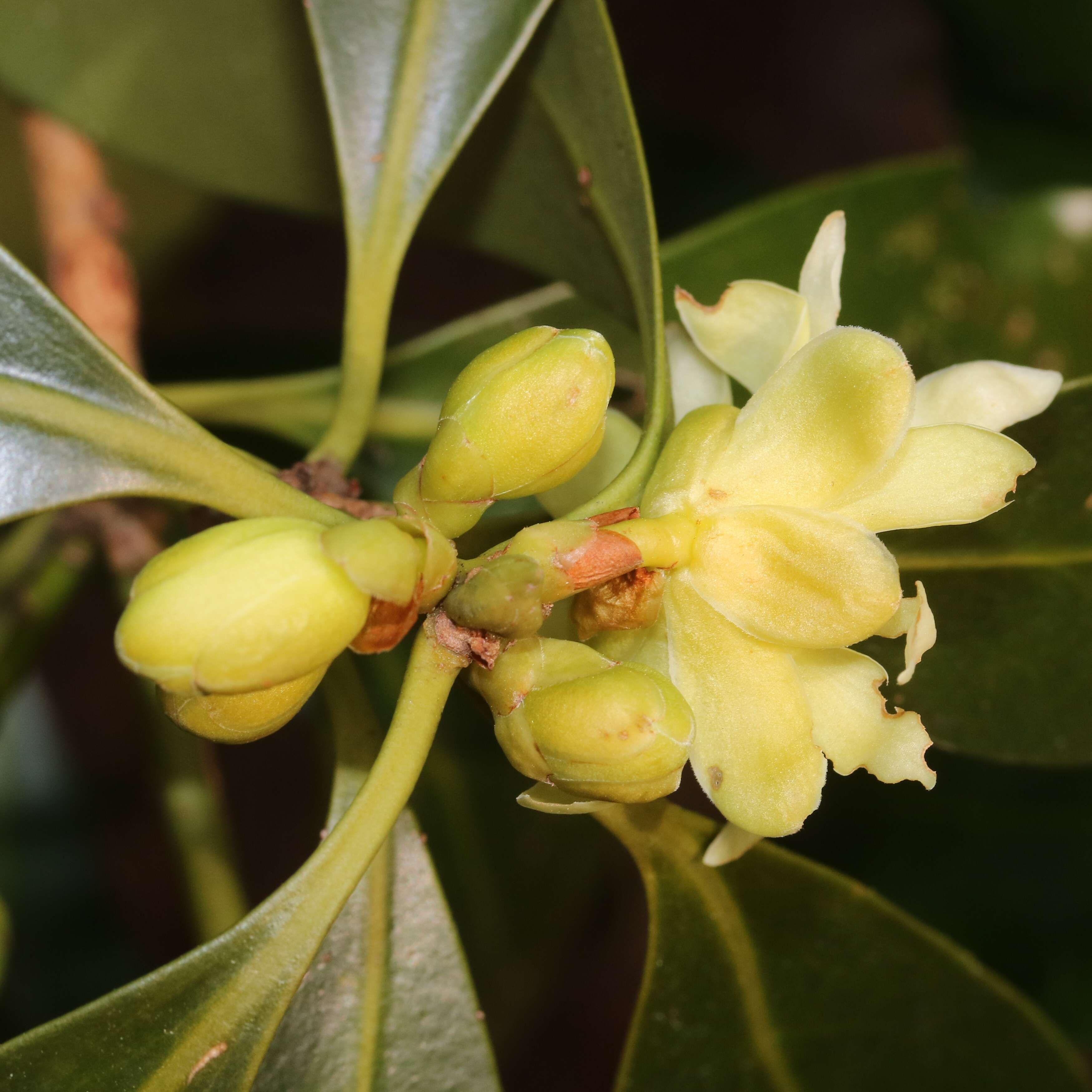 Imagem de Illicium anisatum L.