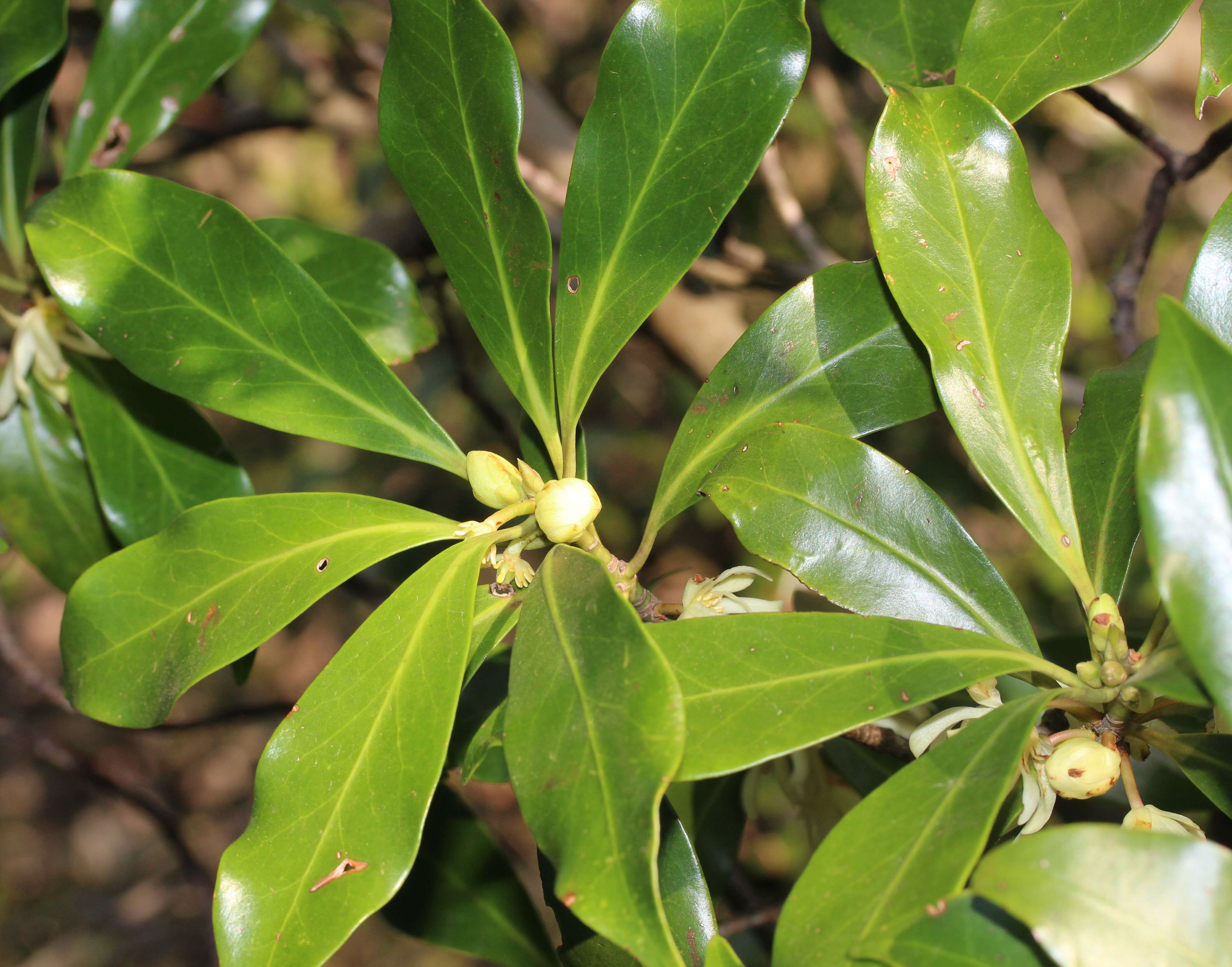 Imagem de Illicium anisatum L.