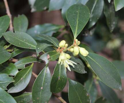 Imagem de Illicium anisatum L.