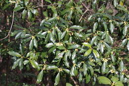 Imagem de Illicium anisatum L.