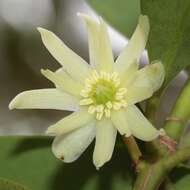 Imagem de Illicium anisatum L.