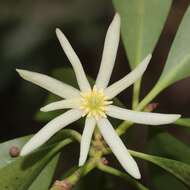 Imagem de Illicium anisatum L.