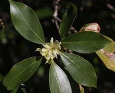 Imagem de Illicium anisatum L.