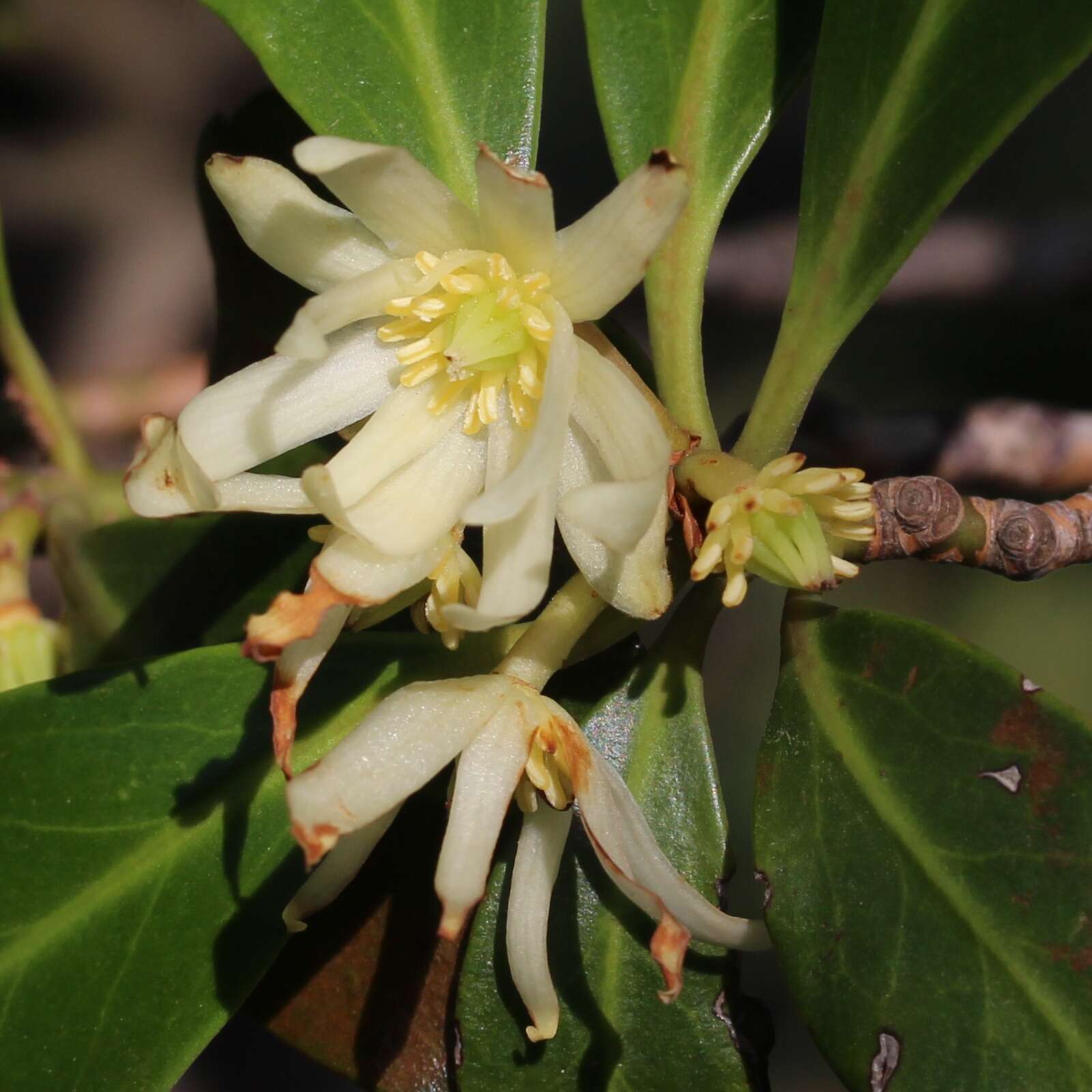 Imagem de Illicium anisatum L.