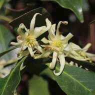 Imagem de Illicium anisatum L.