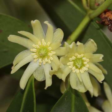 Imagem de Illicium anisatum L.