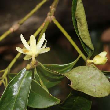 Imagem de Illicium anisatum L.