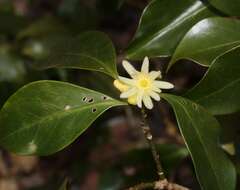 Imagem de Illicium anisatum L.