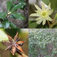 Imagem de Illicium anisatum L.