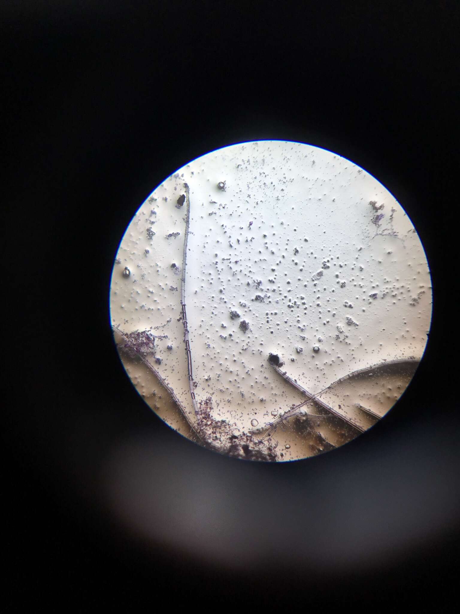 Image of Penicillium