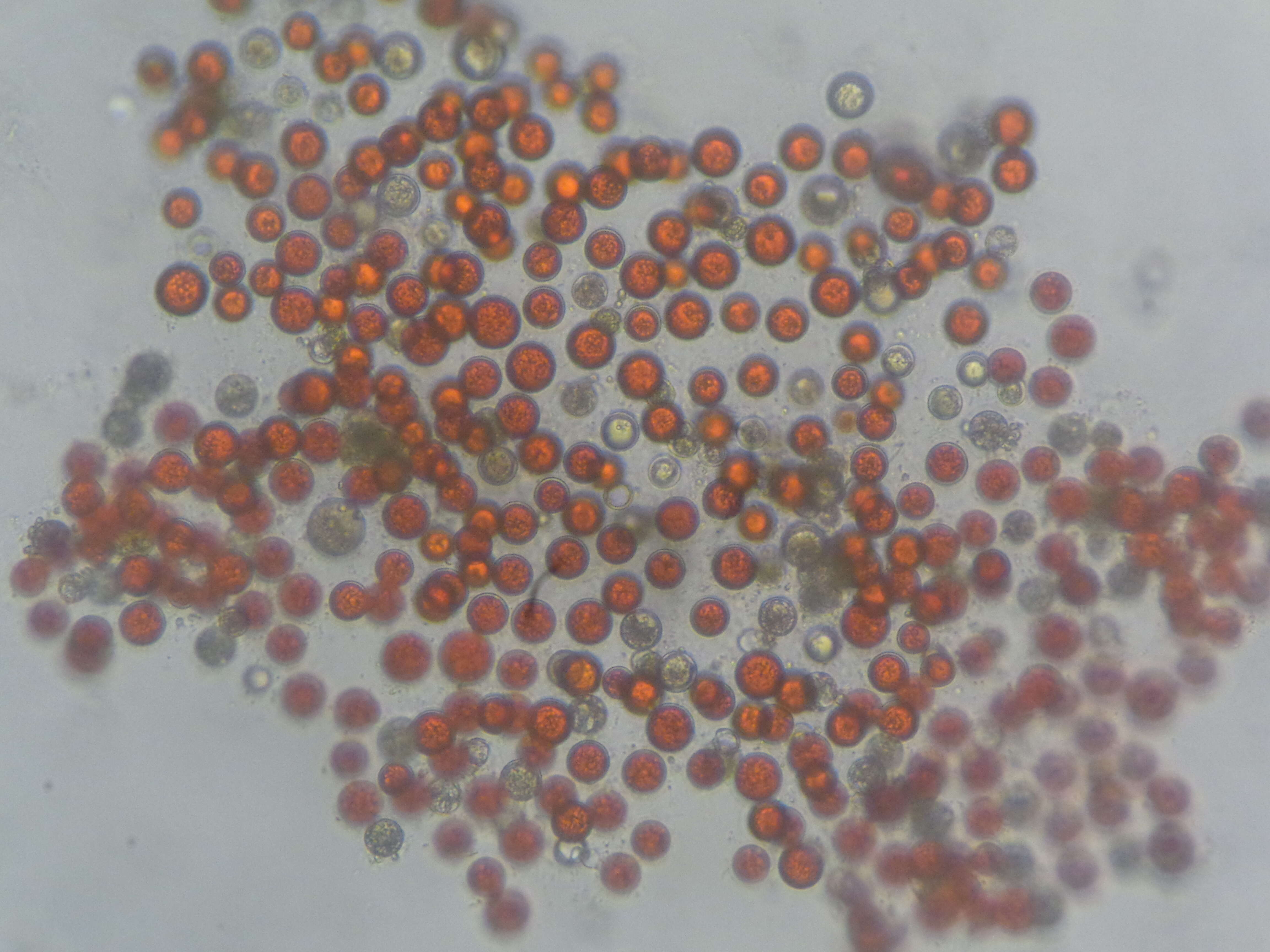 Image of Haematococcus lacustris