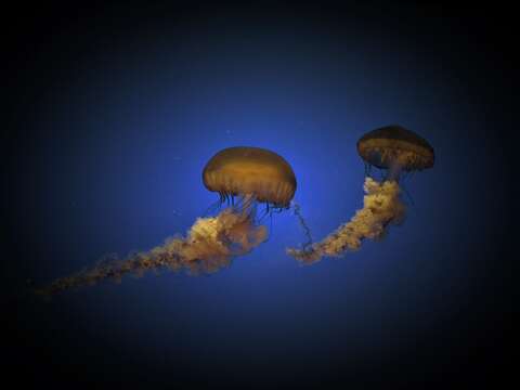 Image of Sea nettle