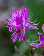 Слика од Rhododendron canadense (L.) Britton, Stern & Pogg.