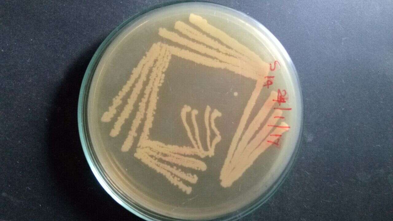 Image of Actinobacteria