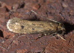 Image of Niditinea orleansella (Chambers 1873)