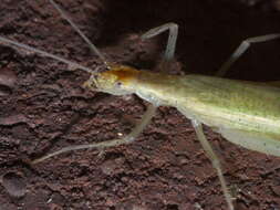 Image of Narrow-winged Tree Cricket