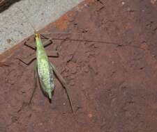 Image of Narrow-winged Tree Cricket