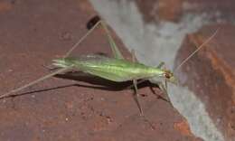 Image of Narrow-winged Tree Cricket