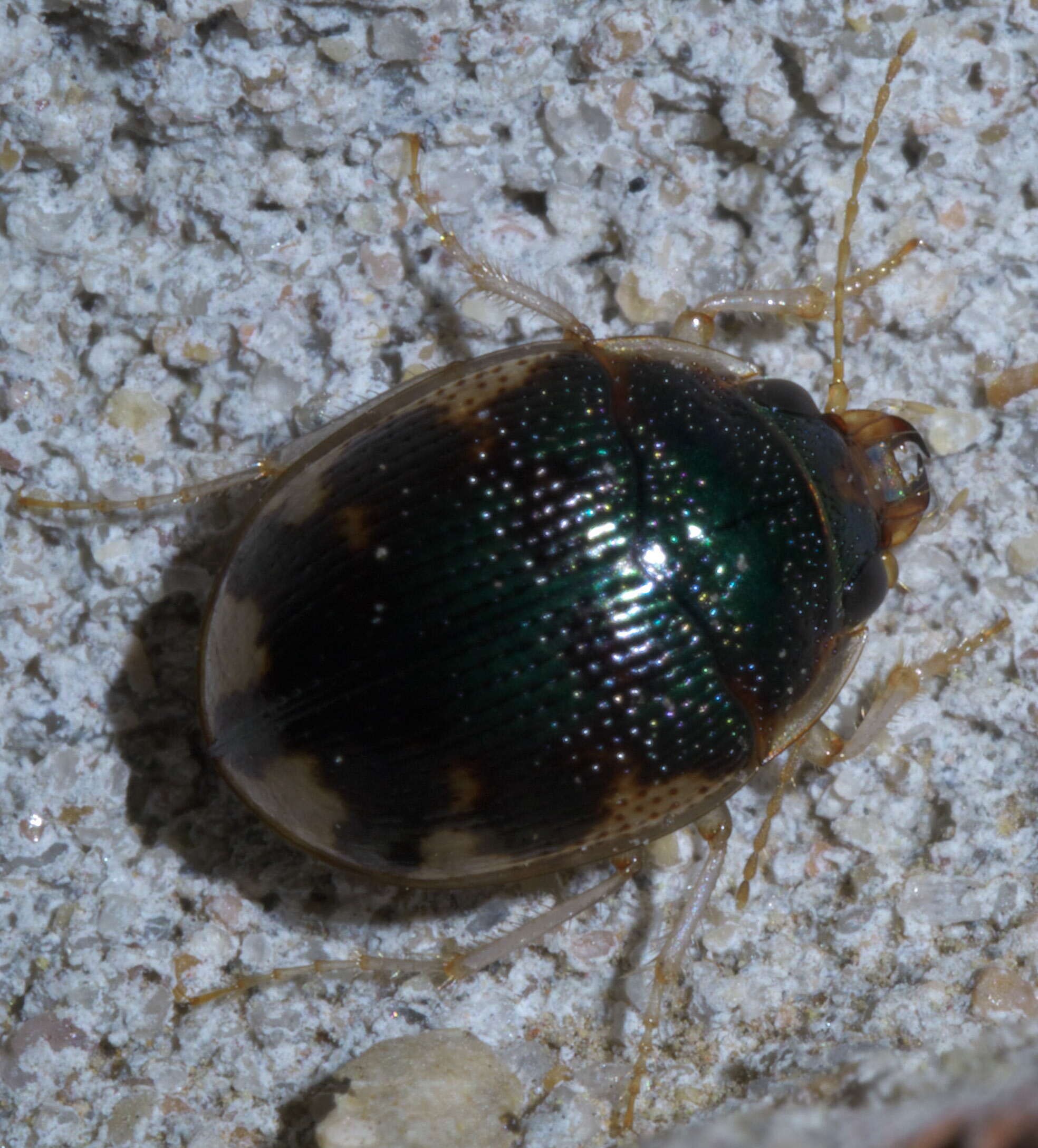 Image of Shiny Round Sand Beetle