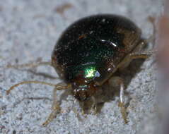 Image of Shiny Round Sand Beetle