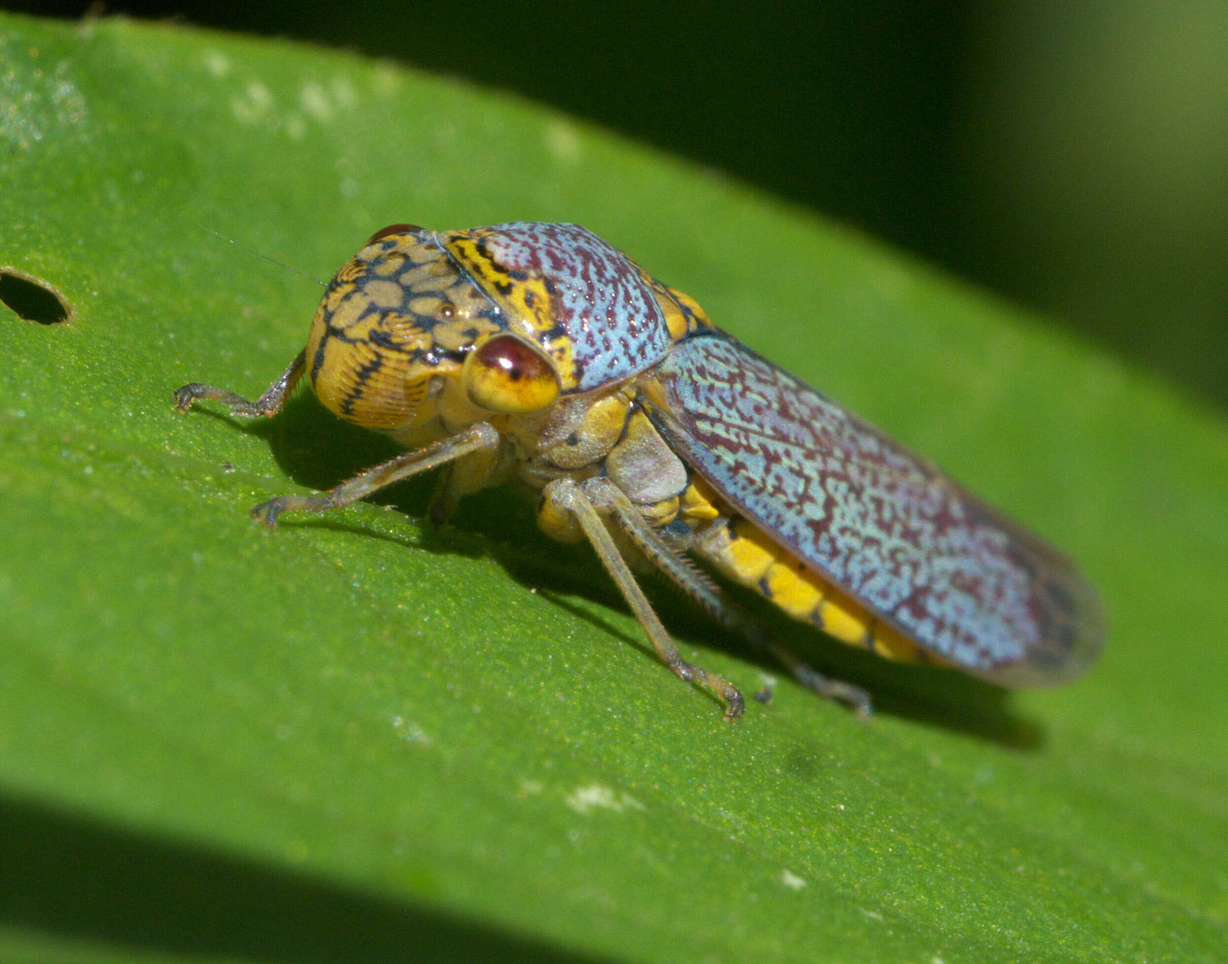 Image of Broad-headed sharpshooter