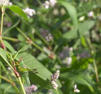 Image of Black-legged Meadow Katydid