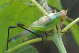 Image of Black-legged Meadow Katydid