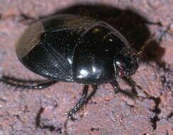 Image of Burrower bug