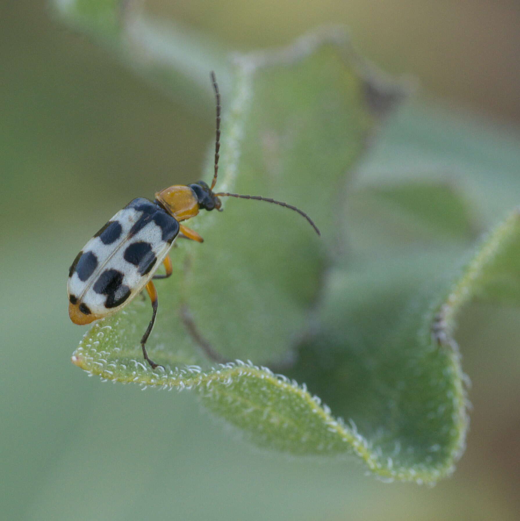 Image of Paranapiacaba tricincta (Say 1824)