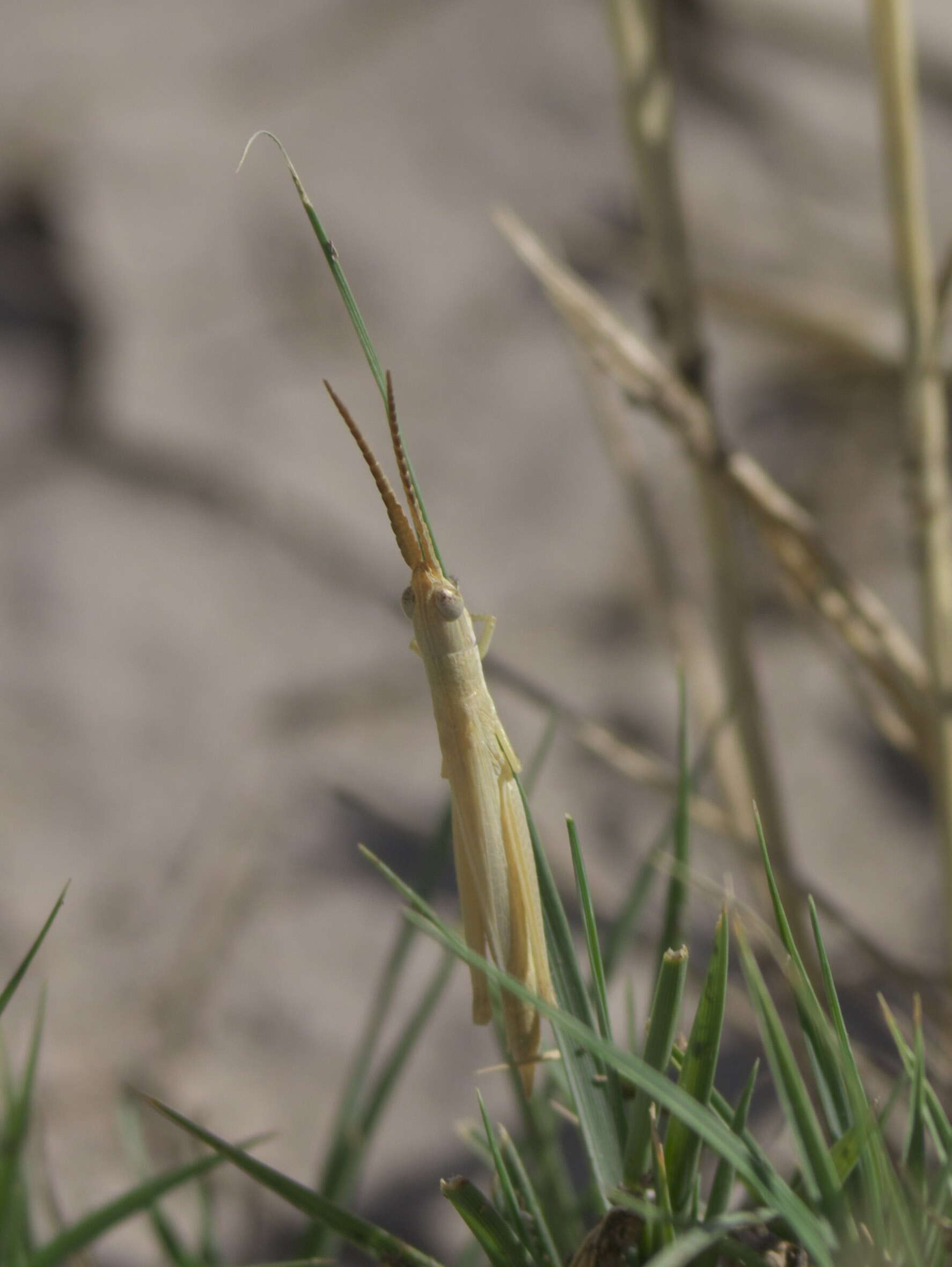 Image of Wyoming Toothpick Grasshopper