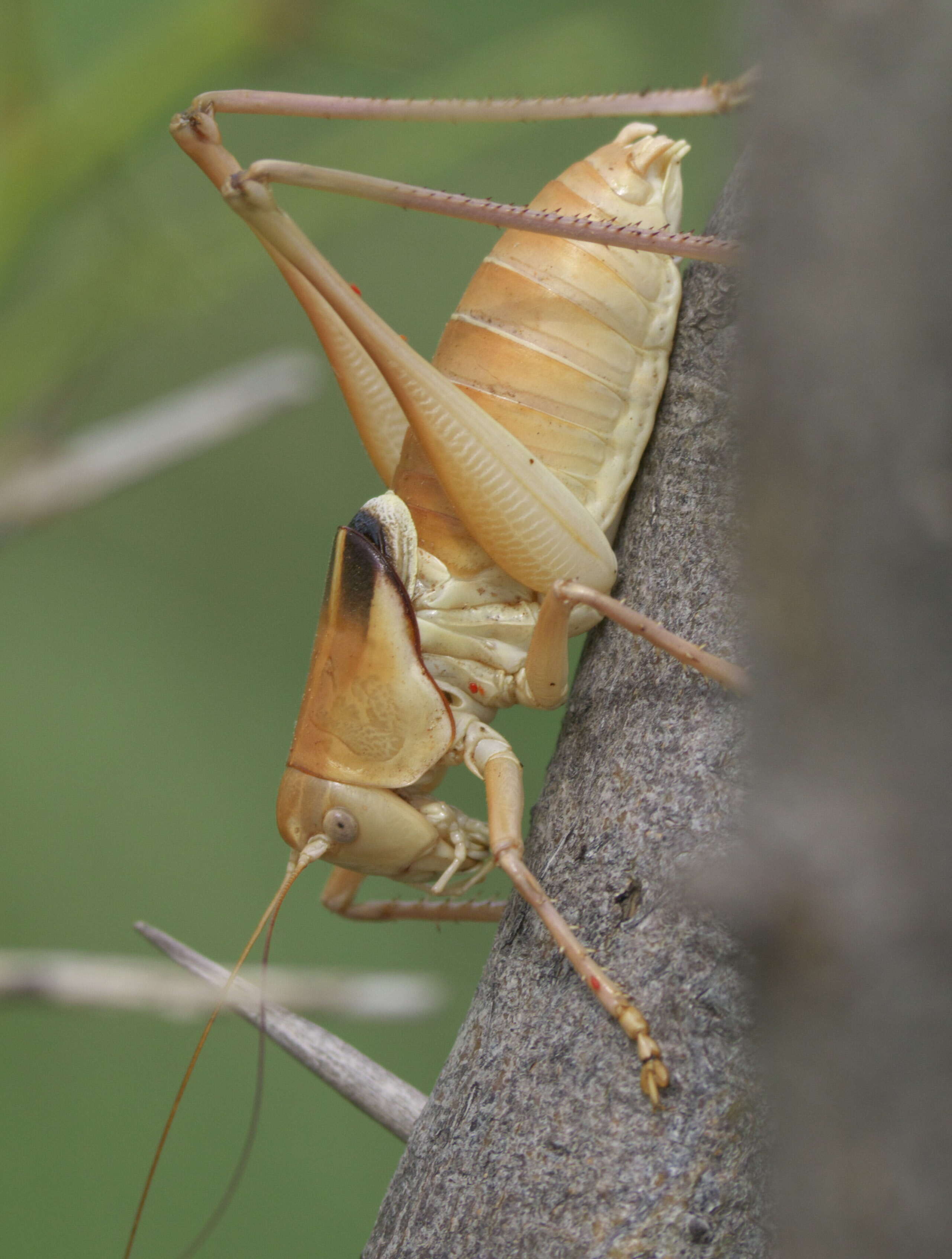 Image of Haldeman's Shieldback