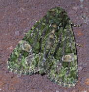 Image of Spotted Phosphila
