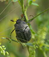 Sivun Phyllophaga (Tostegoptera) lanceolata (Say 1824) kuva