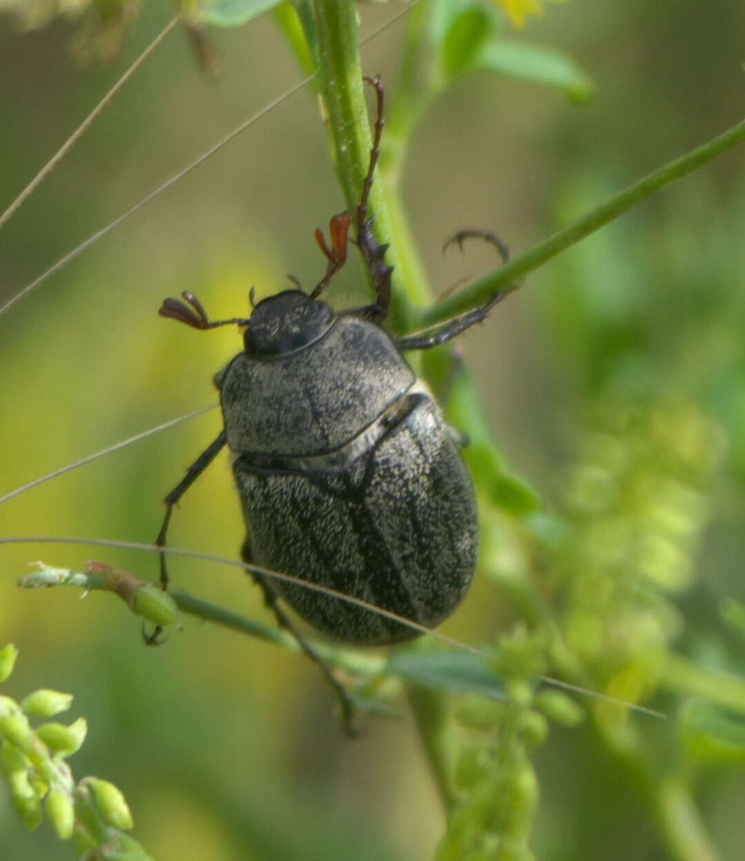 Sivun Phyllophaga (Tostegoptera) lanceolata (Say 1824) kuva