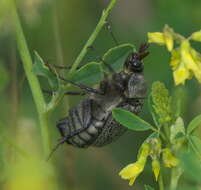 Sivun Phyllophaga (Tostegoptera) lanceolata (Say 1824) kuva