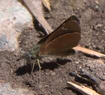 Image of Russet Skipperling