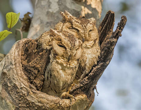 Image of Indian Scops Owl