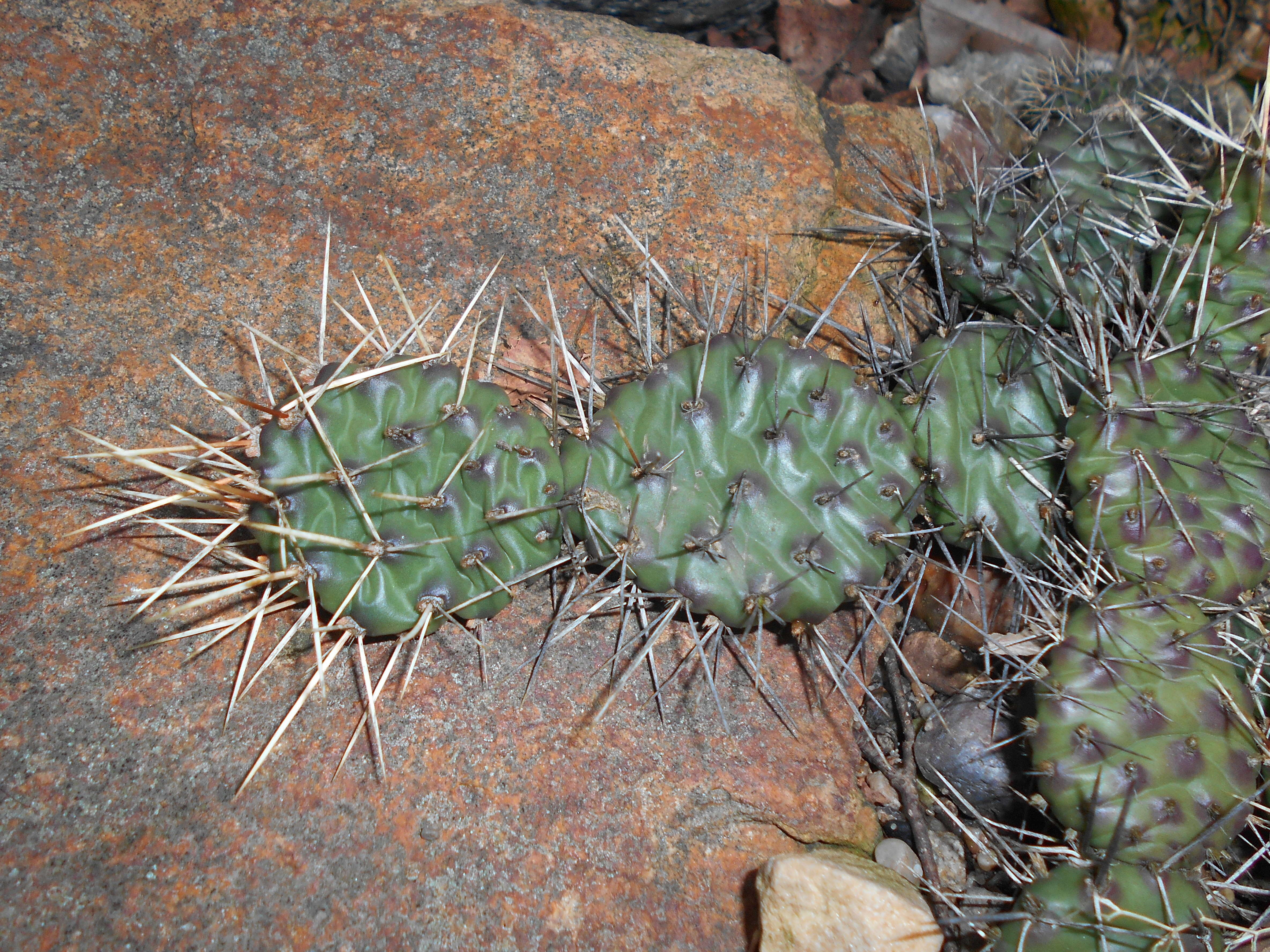 Image of Panhandle Prickly-pear