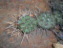 Image of Panhandle Prickly-pear