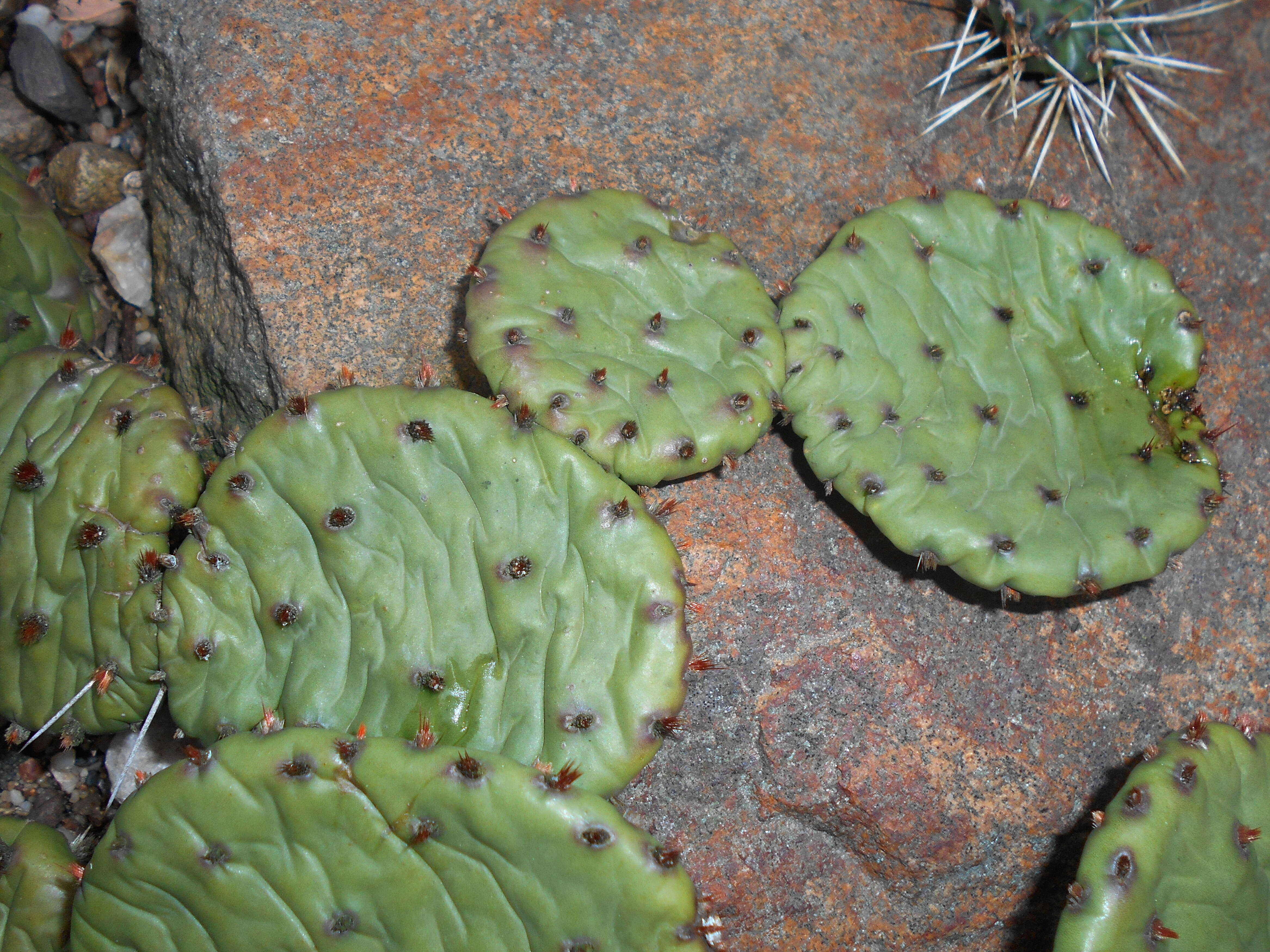 Image of Eastern Prickly Pear