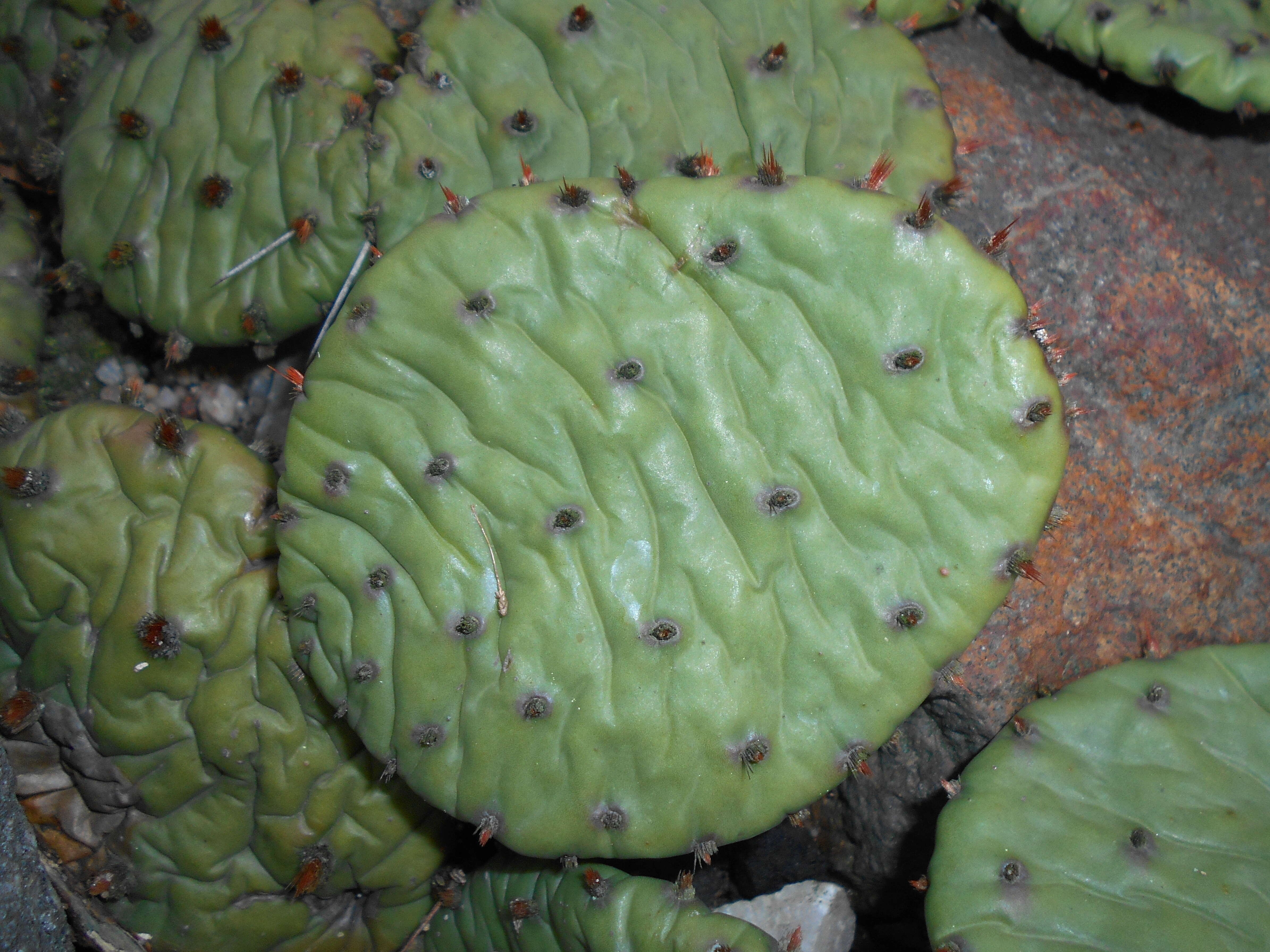 Image of Eastern Prickly Pear