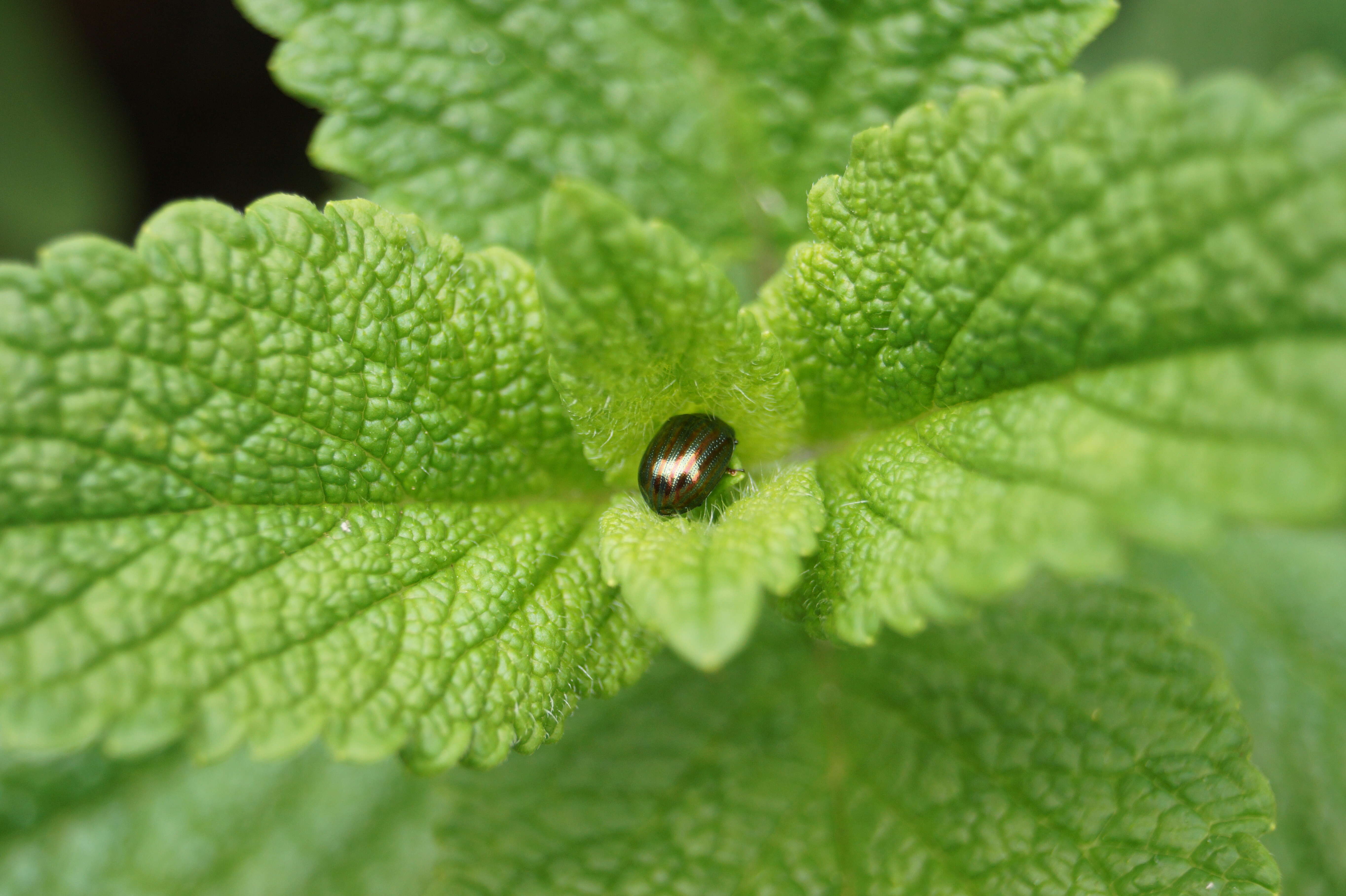 Image of Chrysolina americana