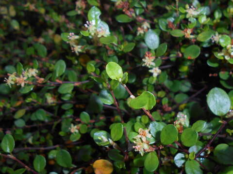 Image of sprawling wirevine