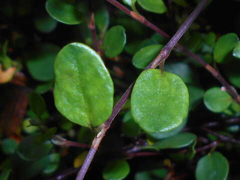 Image of sprawling wirevine